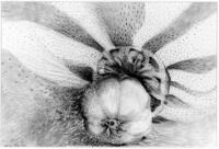 <div class='title'>Awakening</div><br>graphite<br>20.5"w x 16.5"h<br>