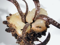 <div class='title'>Pelvic Twist</div><br>kiln-cast glass, seed pods, varnish, steel base, prismacolor<br>17"h x 13"w x 13"d<br>